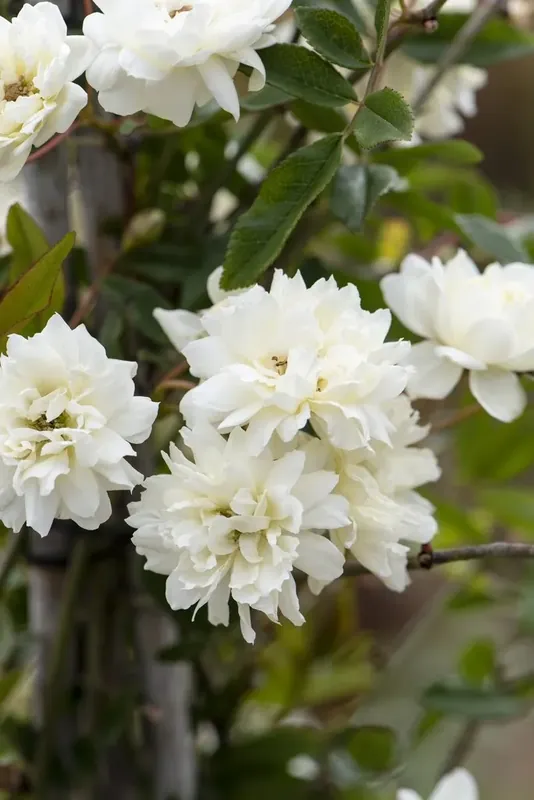 Klimroos (Rosa banksiae Alba) - Nog enkele stuks