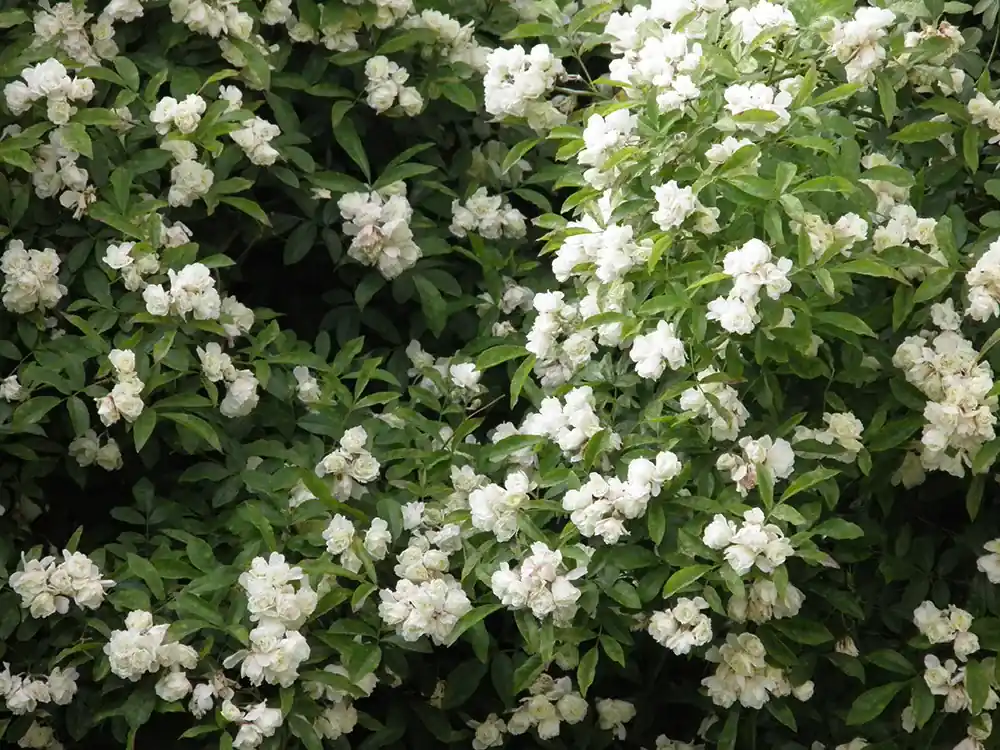Populair bij klanten - Klimroos (Rosa banksiae ‘Purezza‘)