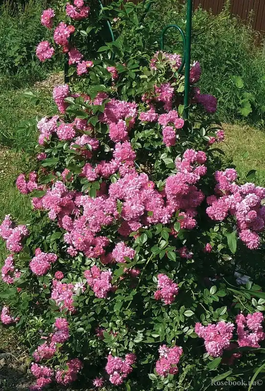 Goed beoordeeld | Klimroos (Rosa ‘Super Dorothy‘)
