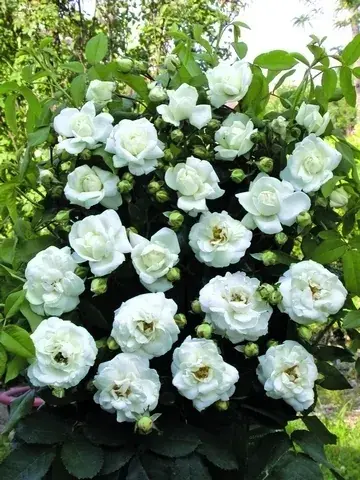 Klimroos (Rosa ‘White new Dawn‘) | Hoge kwaliteit