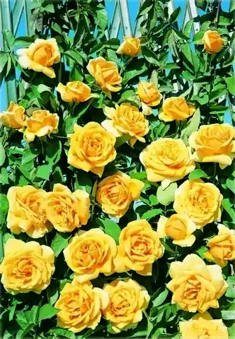 Klimroos (Rosa ‘Landora‘) | Populair