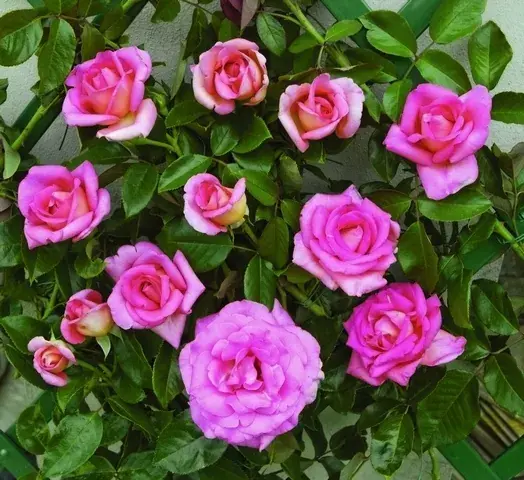 Klimroos (Rosa ‘Parfum Royal‘) - Favoriet van klanten