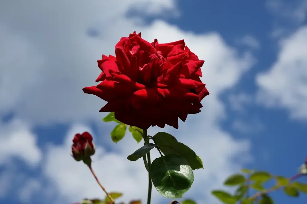Klimroos (Rosa ‘Velvet star‘) - Rechtstreeks uit de fabriek