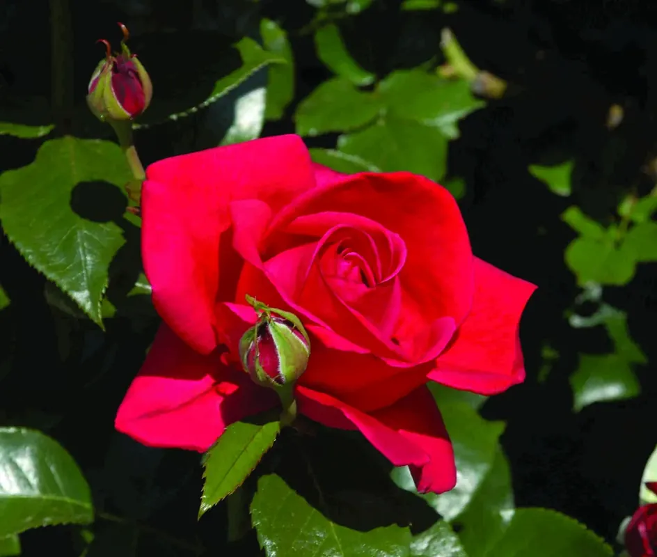 Mis het niet | Klimroos (Rosa ‘Red Flame‘)