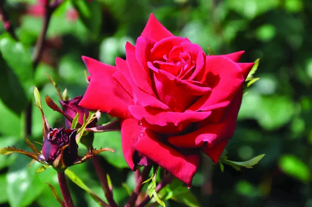 Deal | Klimroos (Rosa ‘Mazurika‘)
