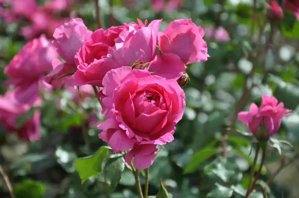 Superprijs | Klimroos (Rosa ‘Pink Cloud‘)
