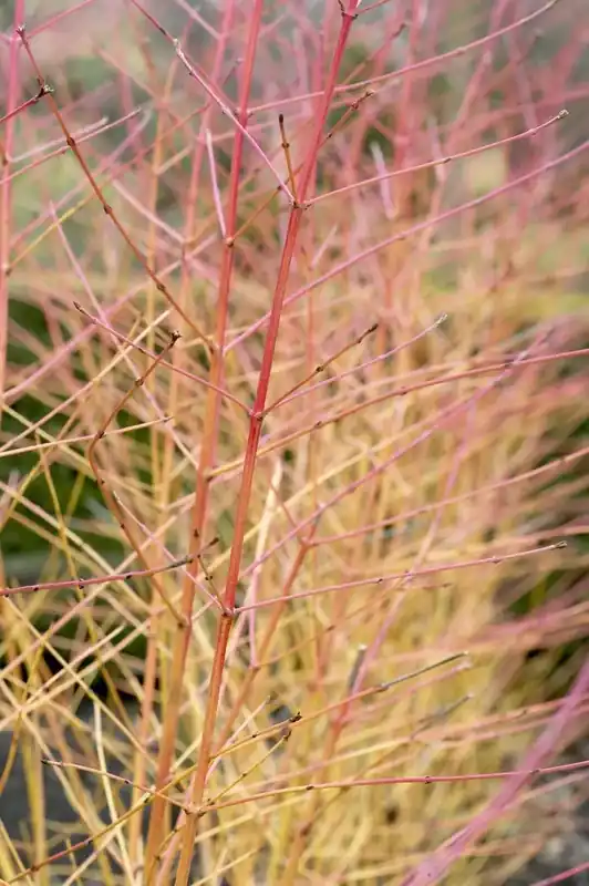 Direct van de fabrikant | Kornoelje (Cornus sanguinea ‘Midwinter Fire‘)