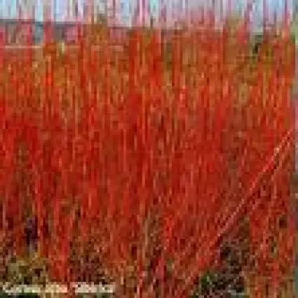Nieuw in de shop - Kornoelje (Cornus alba ‘Gouchaultii‘)