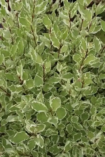 Bonte kornoelje (Cornus alba ‘Elegantissima‘) | Nog maar enkele beschikbaar