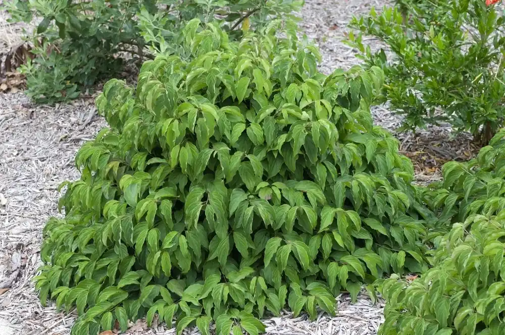 Uitverkoop - Dwergkornoelje (Cornus stolonifera ‘Kelseyi‘)