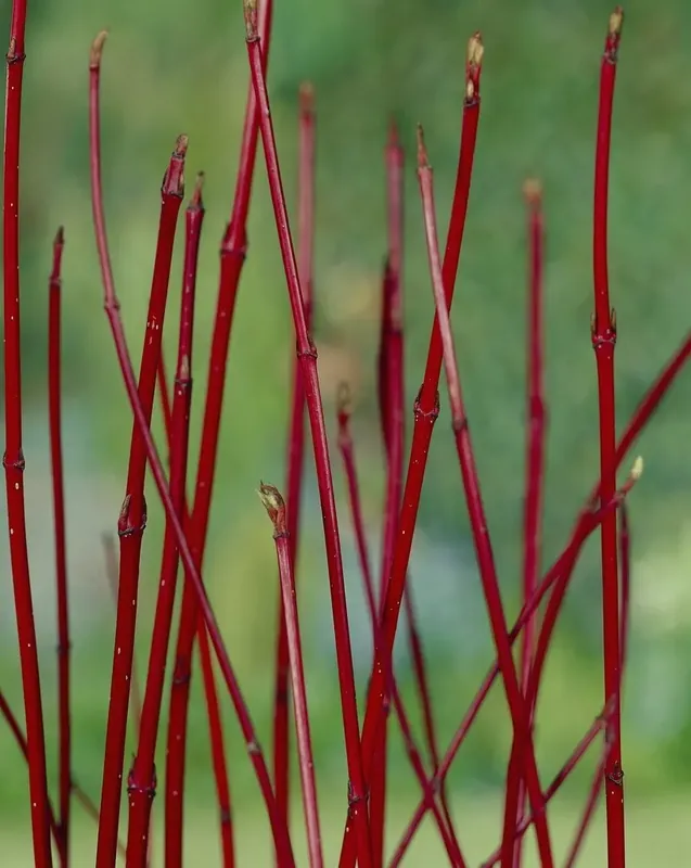 Kornoelje (Cornus alba ‘Sibirica‘) - Nu beschikbaar