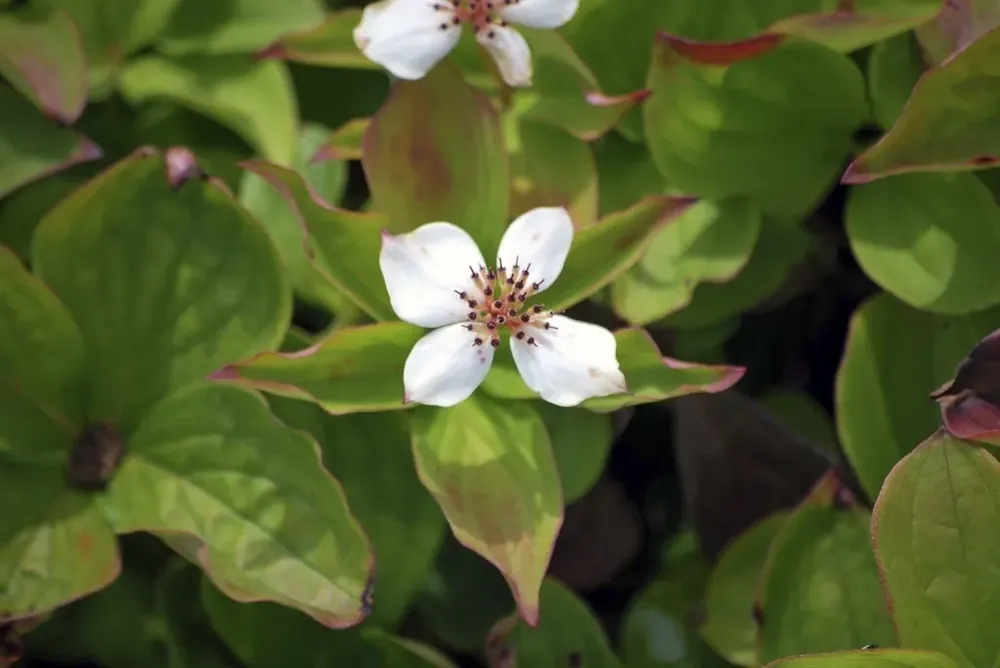 Bestseller | Kruipende kornoelje (Cornus canadensis)