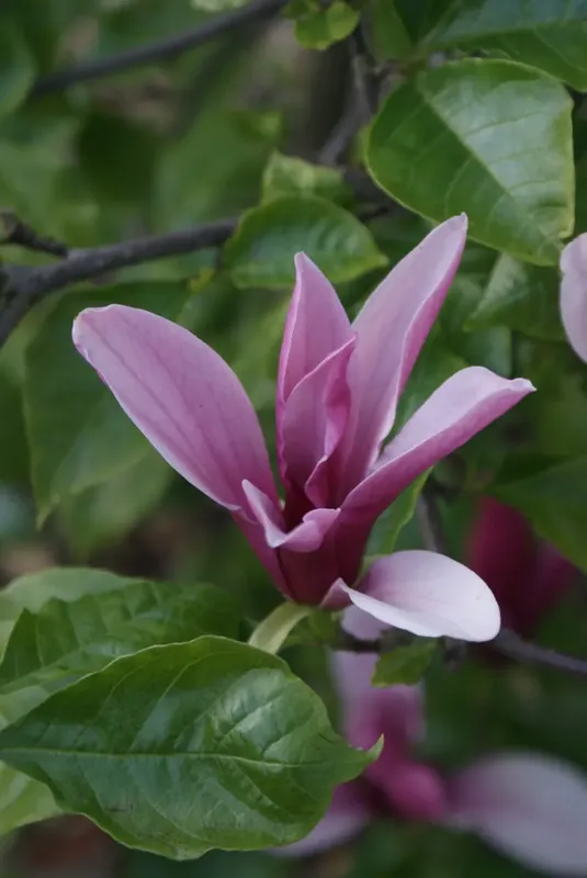 Beverboom, struik (Magnolia ‘Galaxy‘) EXTRA VOORDEEL | Speciale deal