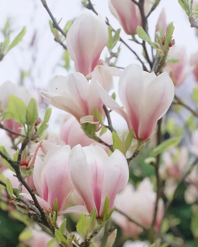 Nieuw in de shop | Beverboom als struik (Magnolia soulangeana) 125/150cm Nu extra voordelig!