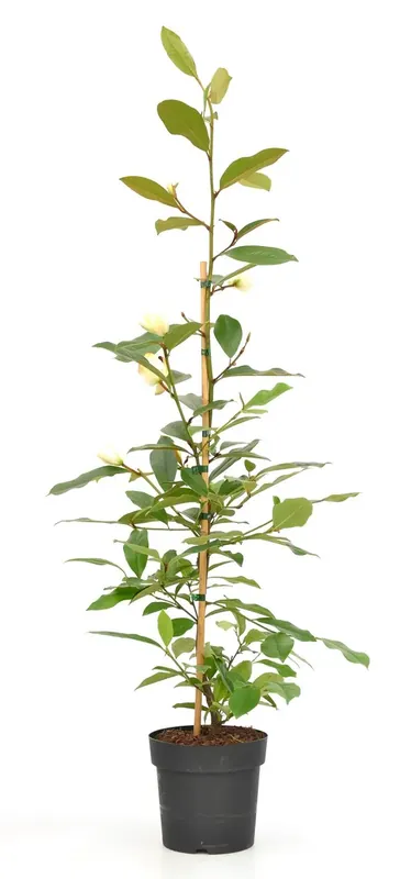 Michelia ‘Fairy Magnolia Cream‘ | Pak je kans