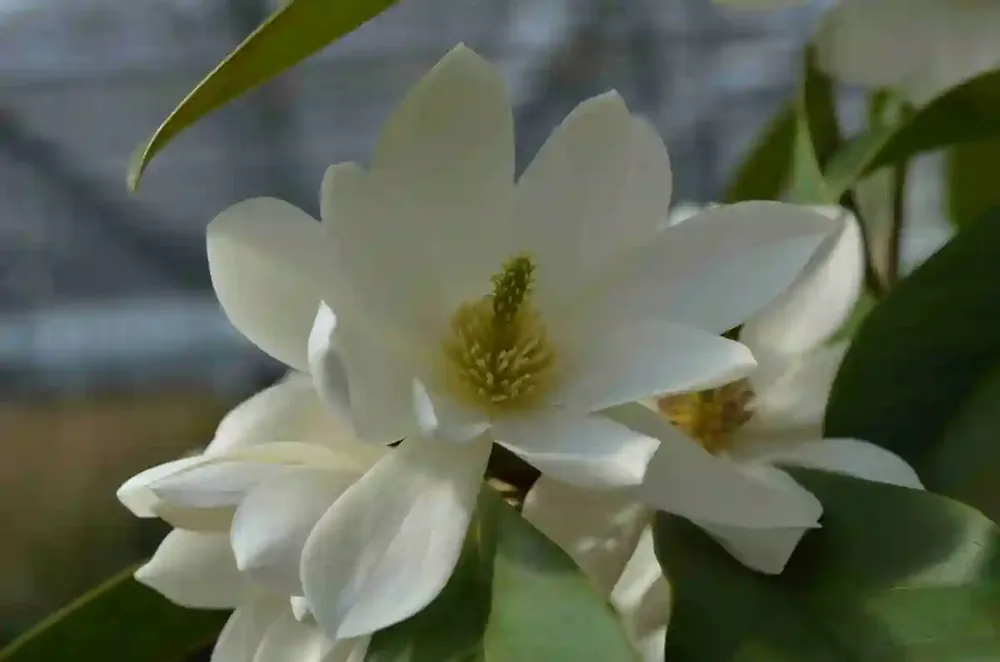 Michelia ‘Fairy Magnolia White‘ | Verlaagde prijs