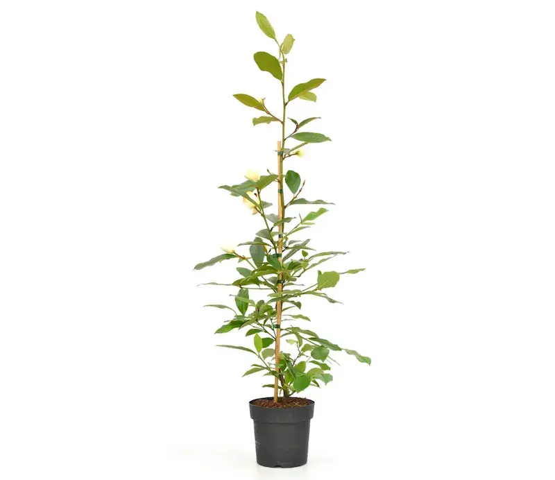 Michelia (Fairy Magnolia ‘Blush‘) - Actie