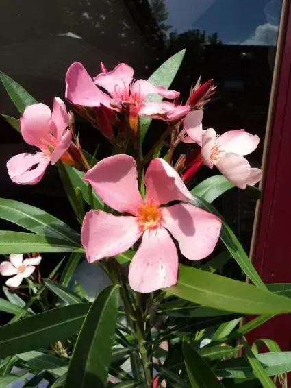 Oleander als boom (Nerium oleander) - Hoog gewaardeerd