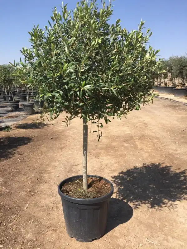 Olijf op stam (Olea europaea) | Flitsaanbieding