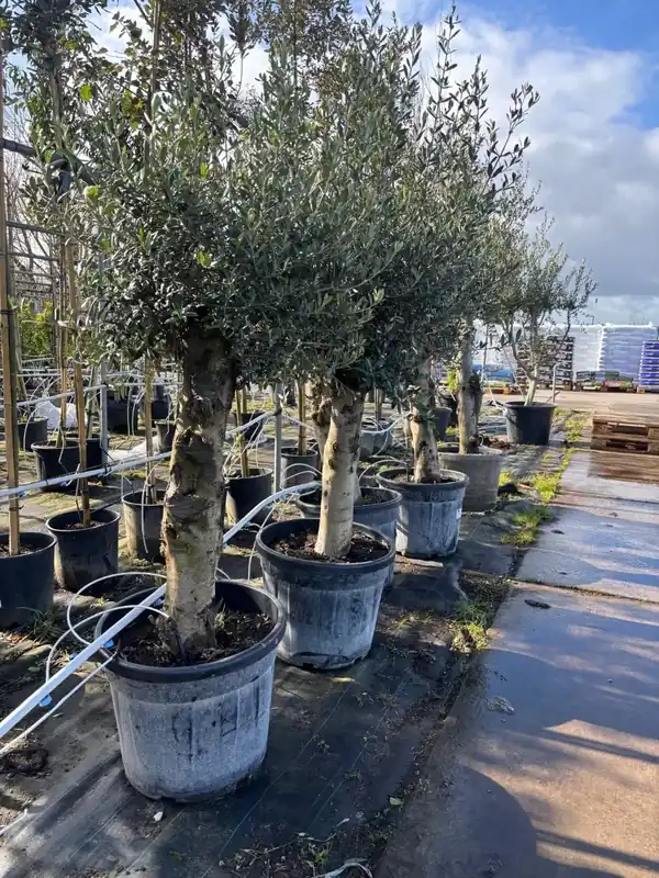 Populair bij klanten - Olijf als solitair 30/40cm (Olea europaea)