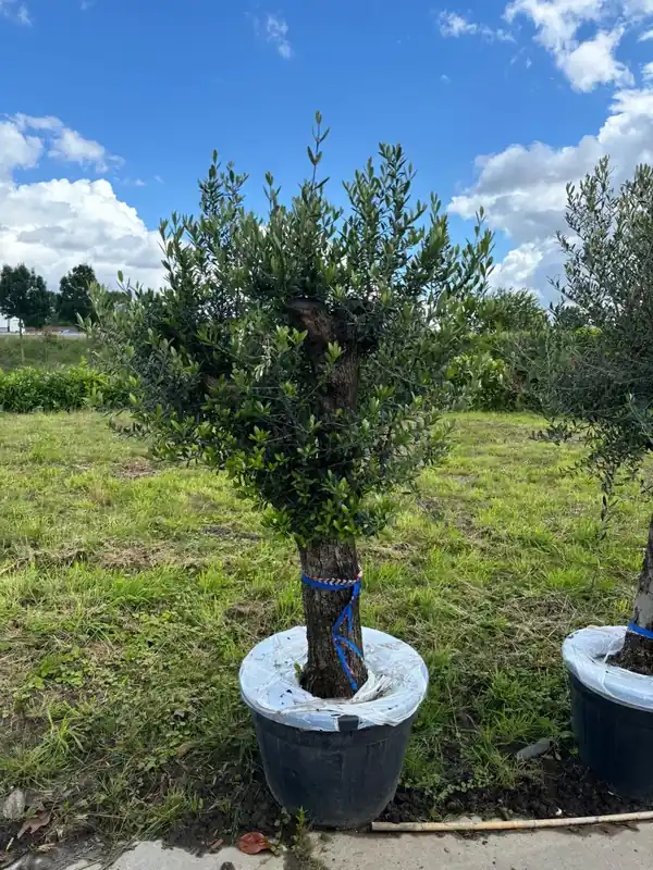 Slechts tijdelijk | Olijfboom als solitair 50/60cm (Olea Europaea)