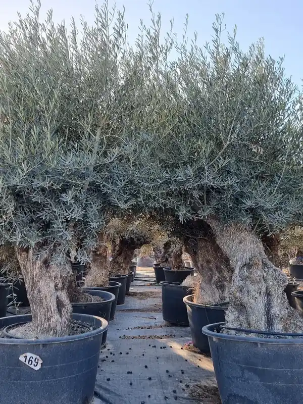 Tijdelijke actie | Grote Olijfboom, stamomtrek 100/125cm (Olea europaea)