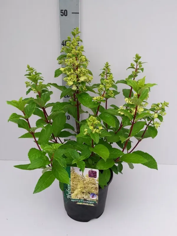 Online kopen - Pluimhortensia (Hydrangea paniculata ‘Candlelight‘)