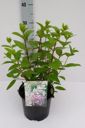 Zojuist toegevoegd - Pluimhortensia (Hydrangea paniculata ‘Angels Blush‘)
