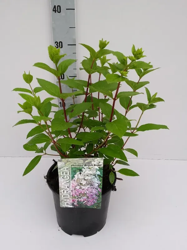 Zojuist toegevoegd - Pluimhortensia (Hydrangea paniculata ‘Angels Blush‘)