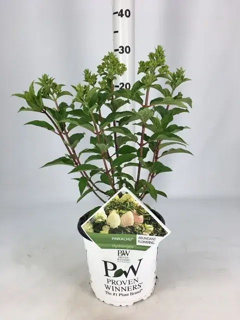 Pluimhortensia (Hydrangea paniculata ‘Pinkachu‘) - Laatste stuks