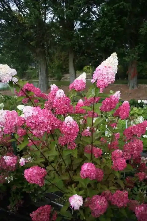Extra korting - Pluimhortensia (Hydrangea paniculata ‘Fraise Melba‘)