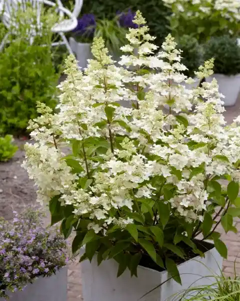 Nog enkele stuks | Pluimhortensia (Hydrangea paniculata ‘Confetti‘)