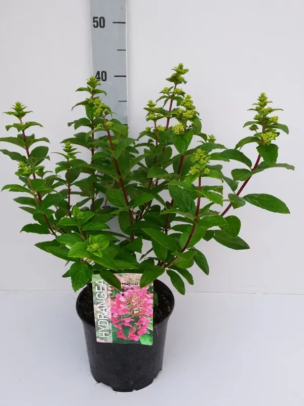 Pluimhortensia (Hydrangea paniculata ‘Magical Fire‘) | Superprijs