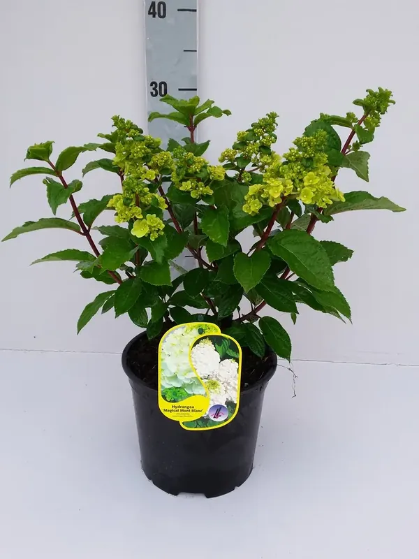 Deal - Pluimhortensia (Hydrangea paniculata ‘Magical Mont Blanc‘)
