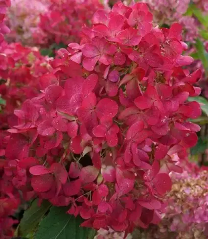 Uitverkoop - Pluimhortensia (Hydrangea paniculata ‘Diamant Rouge‘)