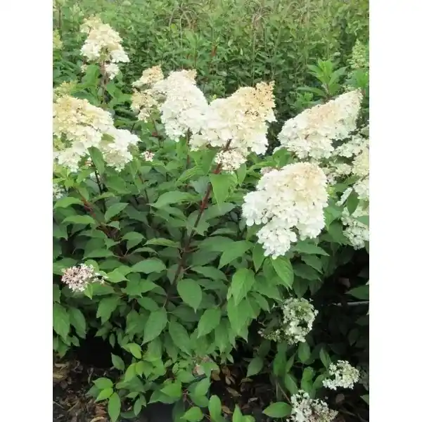 Pluimhortensia (Hydrangea paniculata ‘Bobo‘) | Actieprijs