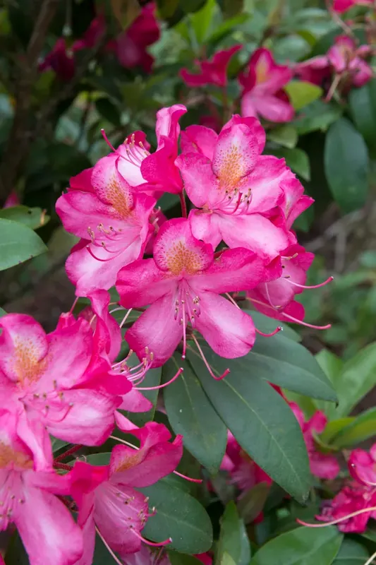 Veilig betalen | Rhododendron (Rhododendron ‘Junifeuer‘)