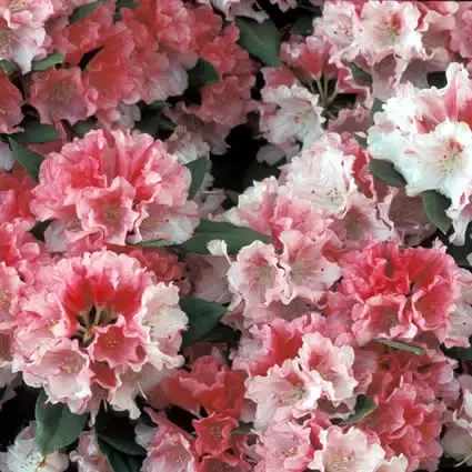 Prijsverlaging | Rhododendron (Rhododendron ‘Sneezy‘)