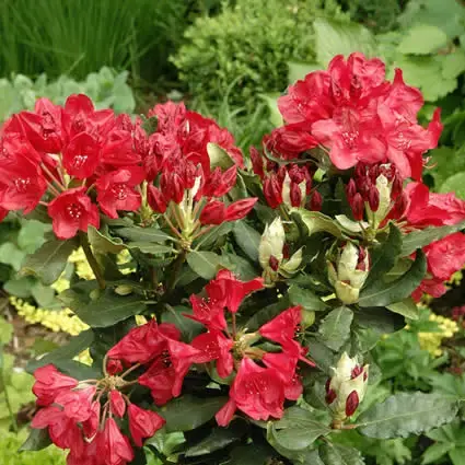 Rhododendron (Rhododendron ‘Hachmann‘s Feuerschein) - Scherpe prijs