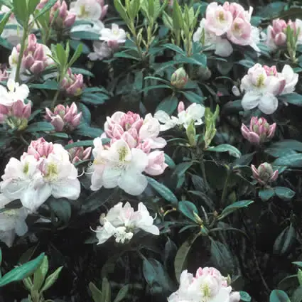 Online kopen - Rhododendron (Rhododendron ‘Gomer Waterer‘)