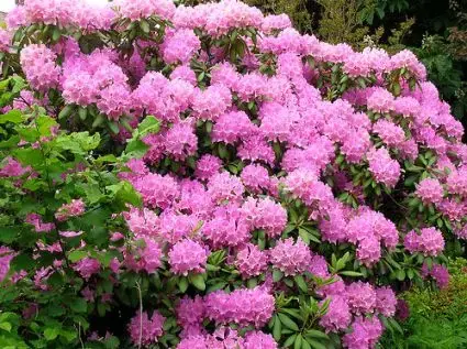 Eenvoudig retourneren - Azalea (Rhododendron ‘Mollis‘ rose)