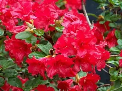 Hoge kwaliteit - Azalea (Rhododendron ‘Mollis‘ rood)