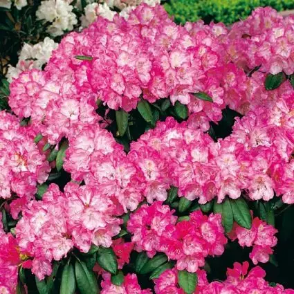 Fabrieksprijs | Japanse Azalea (Rhododendron ‘Kermesina‘)