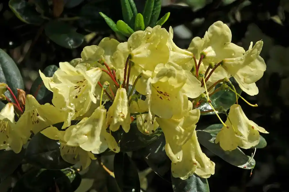 Rhododendron (Rhododendron ‘Goldinetta‘) | Zeer goed beoordeeld