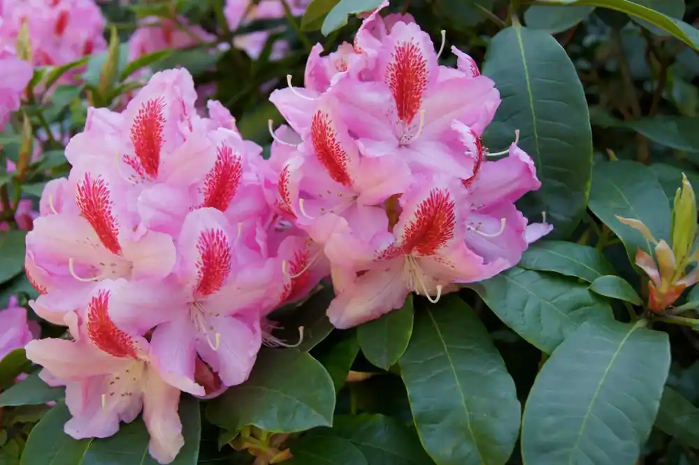Rhododendron (Rhododendron ‘Furnivall‘s Daughter‘) - Wees er snel bij