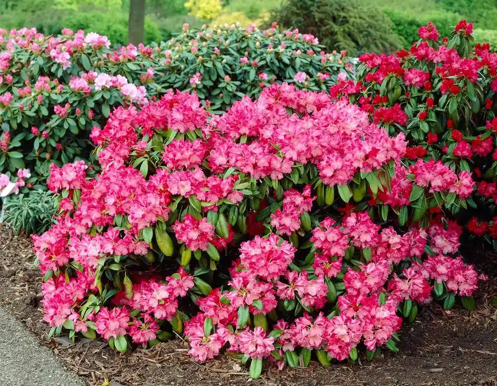 Dwergrhododendron (Rhododendron ‘Morgenrot‘) - Topprijs