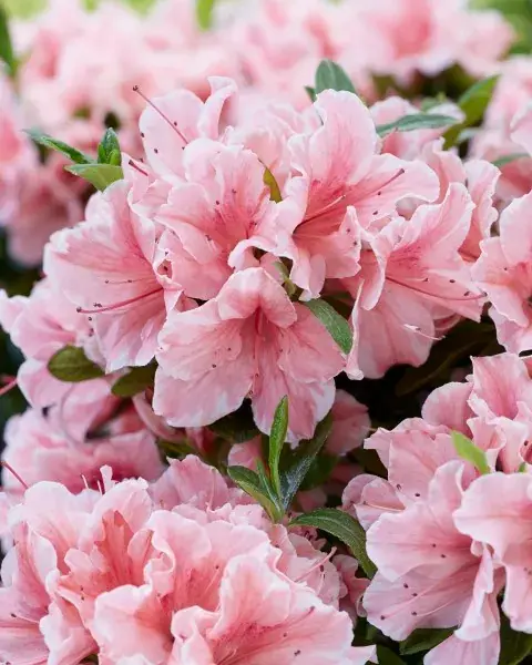 Beperkte voorraad - Azalea (Rhododendron Encore ® ‘Sunburst‘)