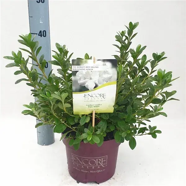 Actie - Azalea (Rhododendron Encore ® ‘Pure White Julia‘)