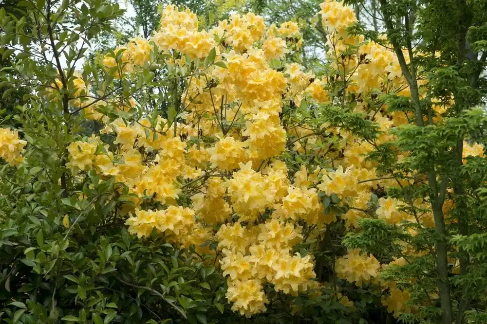 Klaar voor verzending - Azalea (Rhododendron ‘Mollis‘ geel)