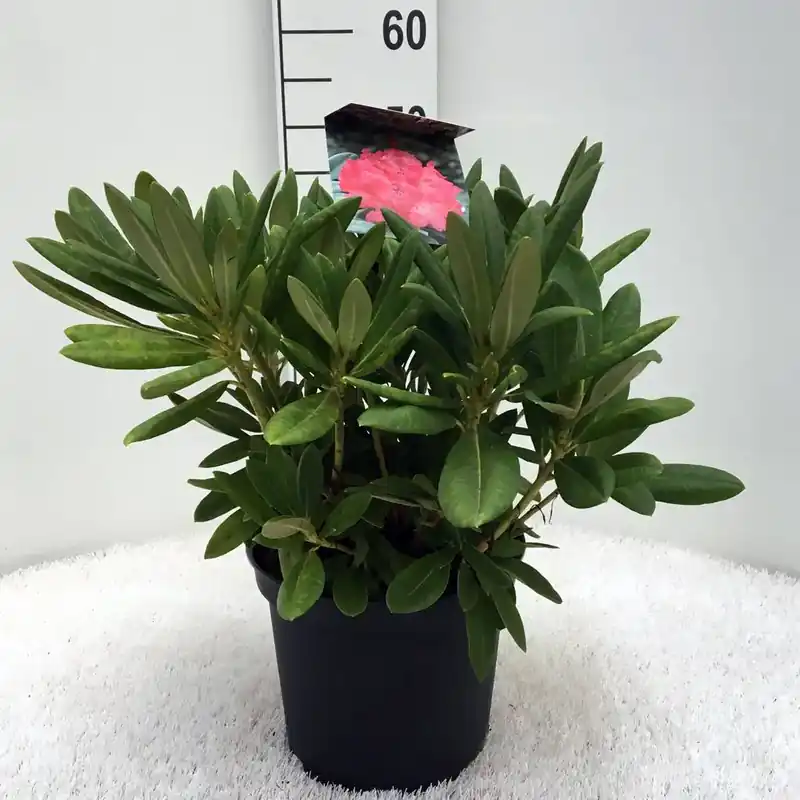 Voordelig | Dwergrhododendron (Rhododendron ‘Sweet Sue‘)
